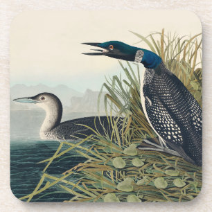 Dessous-de-verre Audubon Bird Loon Diver Classic