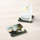 Dessous-de-verre Audubon : Canard d'Eider (Côté Droit)