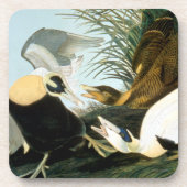Dessous-de-verre Audubon : Canard d'Eider (Devant)