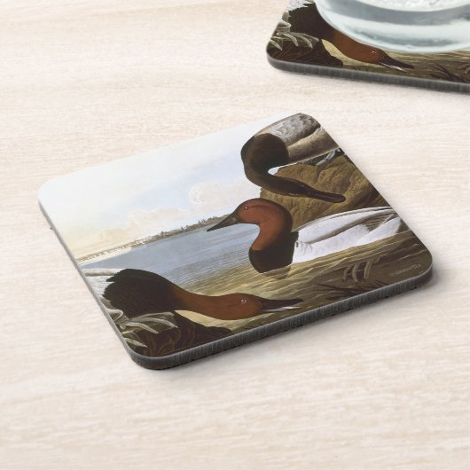 Dessous-de-verre Audubon : Canvasback (Côté gauche)