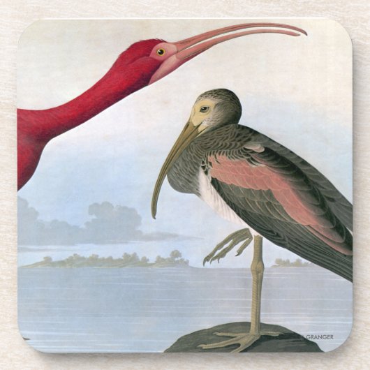 Dessous-de-verre Audubon : Écarlate IBIS (Devant)
