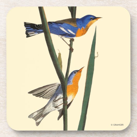 Dessous-de-verre Audubon : Fauvette (Devant)