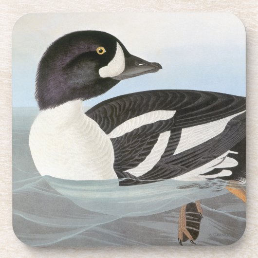 Dessous-de-verre Audubon : Le Goldeneye de la brouette (Devant)