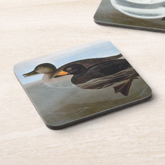 Dessous-de-verre Audubon : Macreuse noire (Côté gauche)