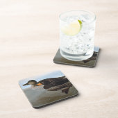 Dessous-de-verre Audubon : Macreuse noire (Côté Droit)