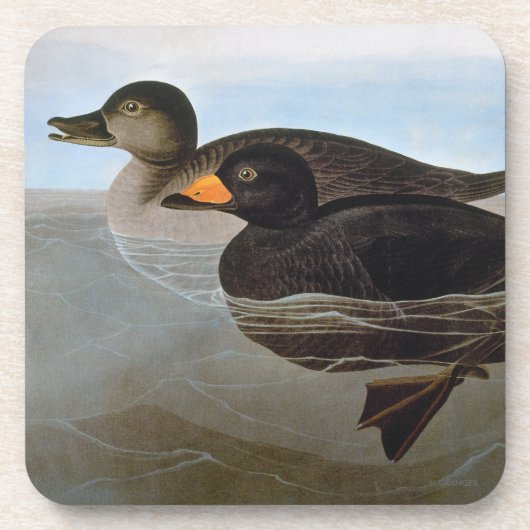 Dessous-de-verre Audubon : Macreuse noire (Devant)