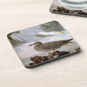 Dessous-de-verre Audubon : Mouette d'harengs (Côté gauche)