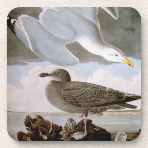 Dessous-de-verre Audubon : Mouette d'harengs