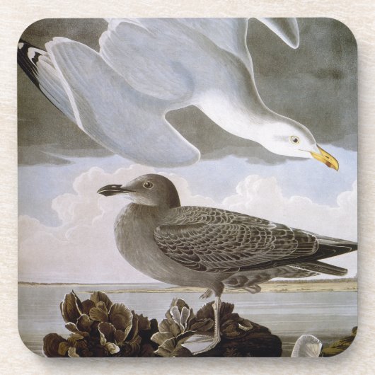Dessous-de-verre Audubon : Mouette d'harengs (Devant)