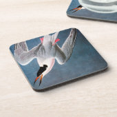 Dessous-de-verre Audubon : Sterne rose (Côté gauche)