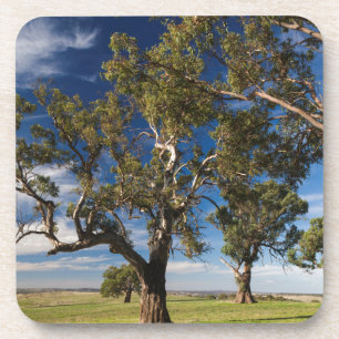 Dessous-de-verre Australie, Barossa Valley, Mount Pleasant