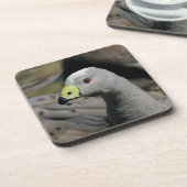 Dessous-de-verre Australie Cap Barren Goose (Côté gauche)