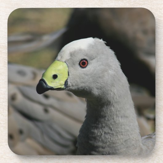 Dessous-de-verre Australie Cap Barren Goose (Devant)