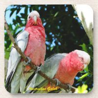 Australien Galah - cacatoès rose