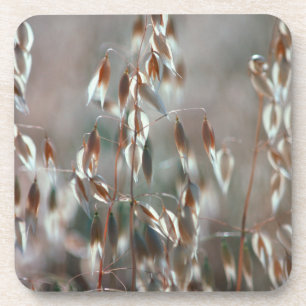 Dessous-de-verre Avoine Mûre (Avena Sativa) Gros Plan. Ceres, Bolan