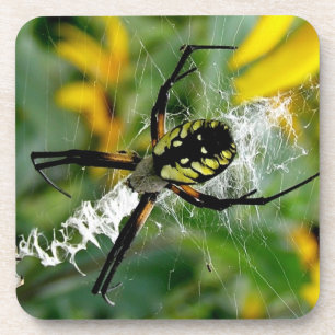 Dessous-de-verre Awesome Photo Orb Spider dans le Web