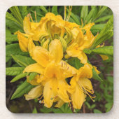 Dessous-de-verre Azalée Jaune Fleurit Floral Beveral Coaster (Devant)