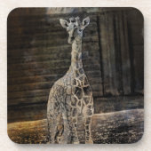 Dessous-de-verre Baby Giraffe (Devant)