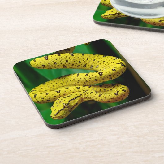 Dessous-de-verre Baby Yellow Phase Green Tree Python Snake (Côté gauche)