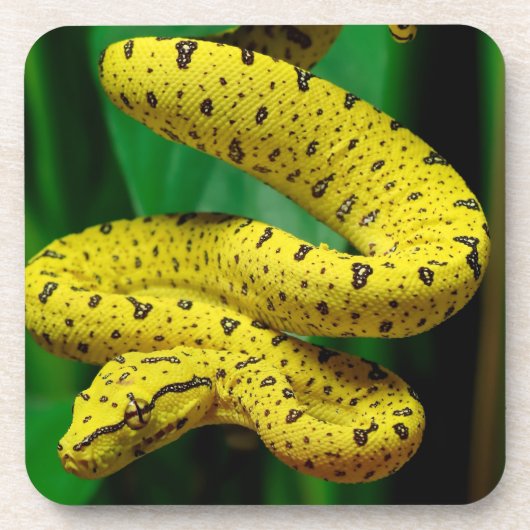 Dessous-de-verre Baby Yellow Phase Green Tree Python Snake (Devant)