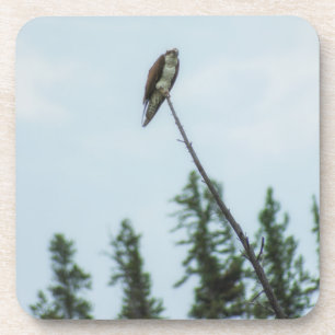 Dessous-de-verre Balbuzard pêcheur 9028