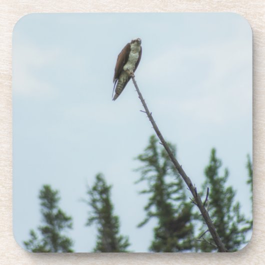 Dessous-de-verre Balbuzard pêcheur 9028 (Devant)