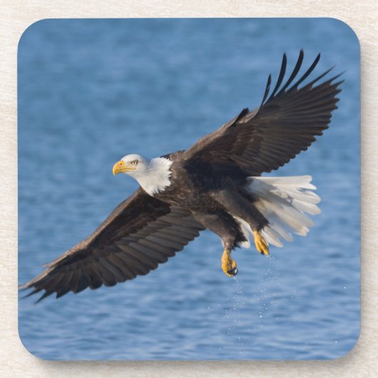 Dessous-de-verre Bald eagle in flight (Devant)