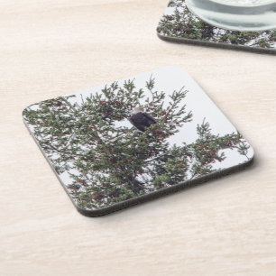 Dessous-de-verre Bald Eagle P2825