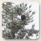 Dessous-de-verre Bald Eagle P2825 (Devant)
