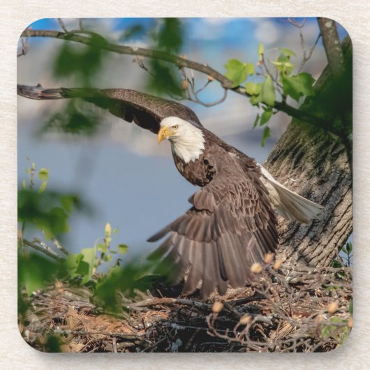 Dessous-de-verre Bald Eagle quittant le nid (Devant)