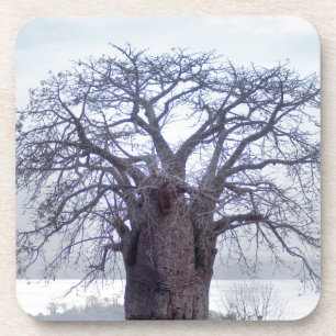 Dessous-de-verre Baobab (Adansonia Digitata), Luanda