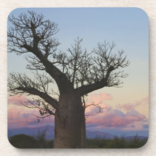 Dessous-de-verre Baobab trees, Berenty, Toliara, Madagascar