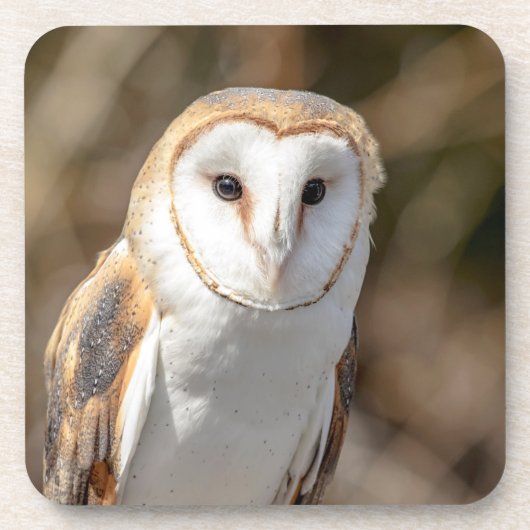 Dessous-de-verre Barn Owl (Devant)