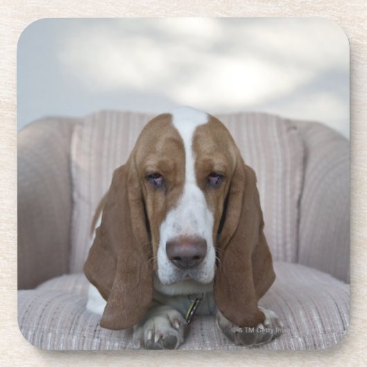 Dessous-de-verre Basset Hound (Devant)