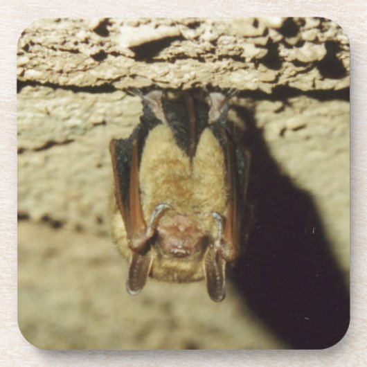 Dessous-de-verre Bat (Devant)