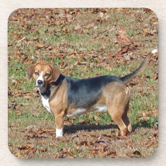 Dessous-de-verre Beagle (Devant)