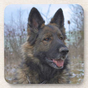 Dessous-de-verre beau chiot berger allemand noir et bronzé