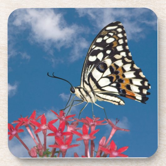 Dessous-de-verre Beau Papillon (Devant)