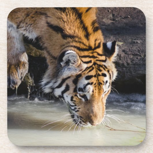 Dessous-de-verre Beau tigre au trou d'eau (Devant)