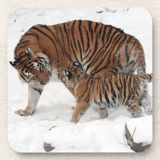 Dessous-de-verre Beau tigre et cub (Devant)