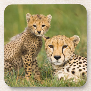 Dessous-de-verre Bébé guépard et parent dans l'herbe