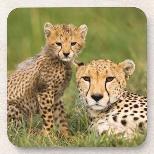 Dessous-de-verre Bébé guépard et parent dans l'herbe (Devant)