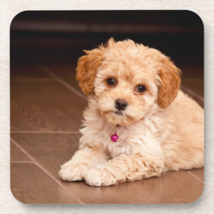 Dessous-de-verre Bébé maltais poodé mélange ou maltipoo chiot chien