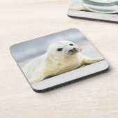 Dessous-de-verre Bébé phoque des images | de Getty (Côté gauche)