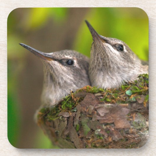 Dessous-de-verre Bébés colibris (Devant)