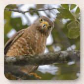 Dessous-de-verre Belizean Road Watch : Hawk Print (Devant)