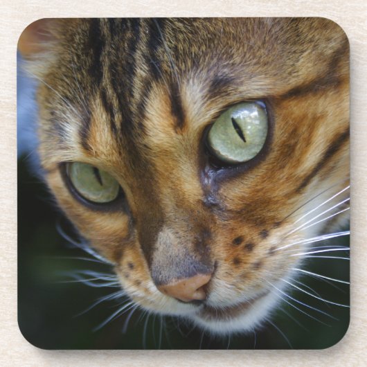 Dessous-de-verre Belle Chat Bengale (Devant)
