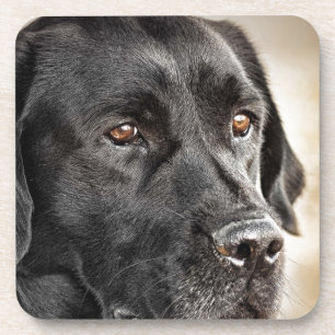 Dessous-de-verre Belle conception noire de chien de labrador