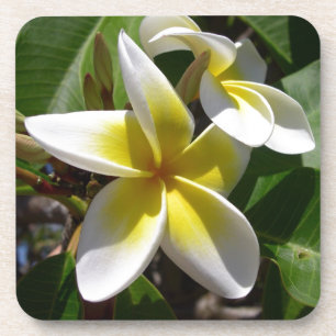Dessous-de-verre Belle fleur jaune-blanche de Plumeria