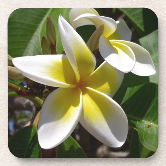 Dessous-de-verre Belle fleur jaune-blanche de Plumeria (Devant)